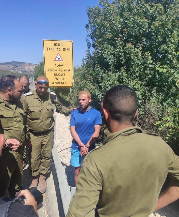 инфильтрат ливан