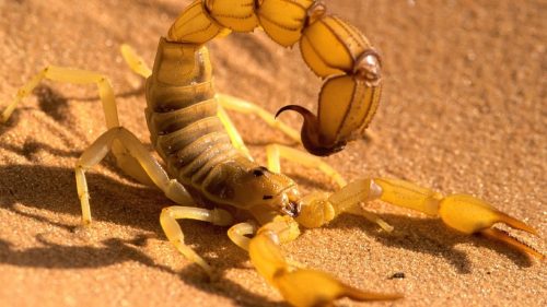 желтый скорпион